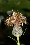 Swamp thistle